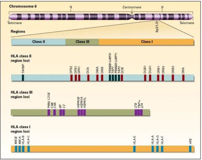 Figure  1.  Représentation  schématique  du  système  HLA  (figure  issue  de  Klein  et  Sato,  2000) (30) 