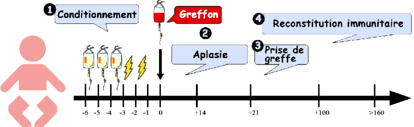 Figure 4. Les différentes étapes de l’allogreffe de CSH 