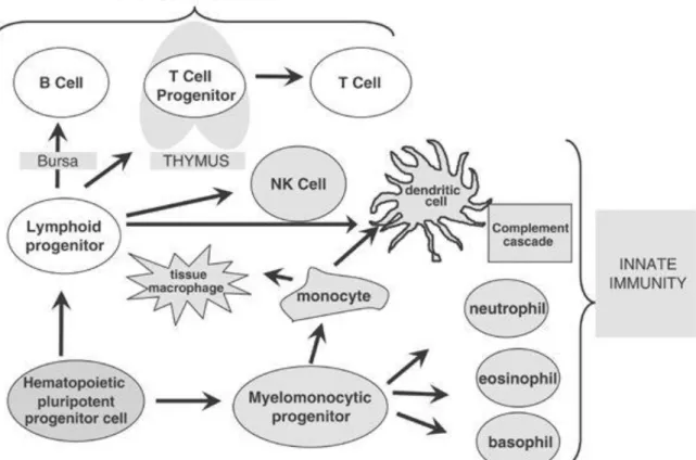 Figure  6.  Schéma  récapitulatif  de  la  différenciation  des  différentes  cellules  immunitaires (figure issue de Fry et Mackall, 2005) (59) 