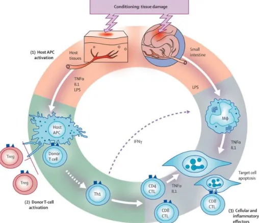 Figure 8. Physiopathologie de la GVHD aiguë (figure issue de Ferrara et al., 2009) (69)  IL1 :  interleukine  1,  IFNγ :  interferon  γ,  TNFα :  tumor  necrosis  factor  α,  LPS :  lipopolysaccharide,  APC :  cellule  présentatrice  d’antigène,  MФ :  mac