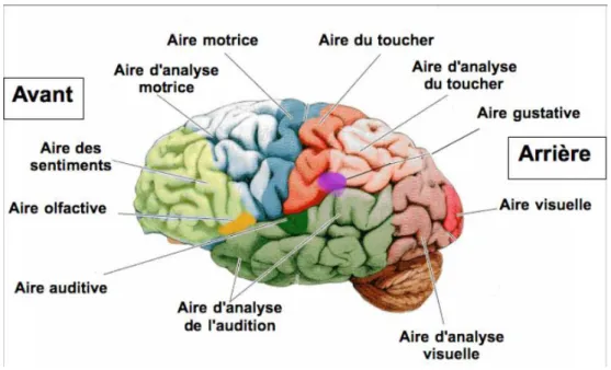 Figure 3: Illustration schématique des régions cérébrales impliquées dans la perception 