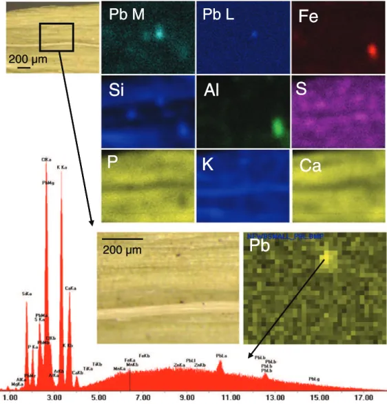 Fig. 2. μXRF elemental maps obtained for a portion of rye-grass leaf, and μXRF spectrum of the Pb-rich spot.