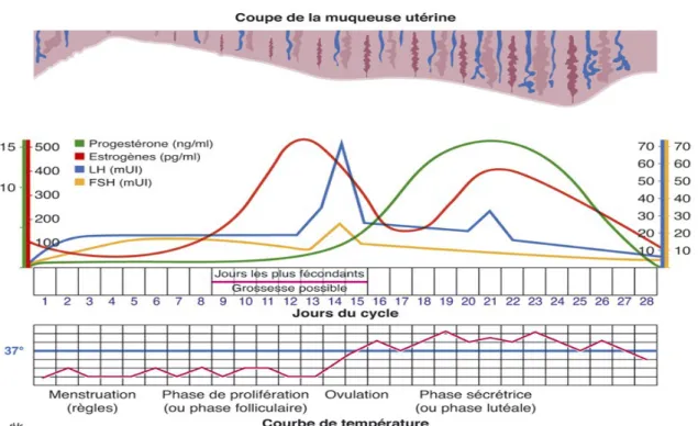 Figure 3 : Profils hormonaux, courbe de température et maturation endométriale au cours du cycle menstruel [20]