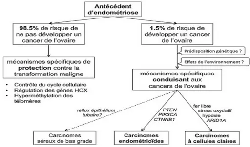 Figure   17  :   Carcinogenèse   des   cancers   de   l'ovaire   associés   à l'endométriose [9]