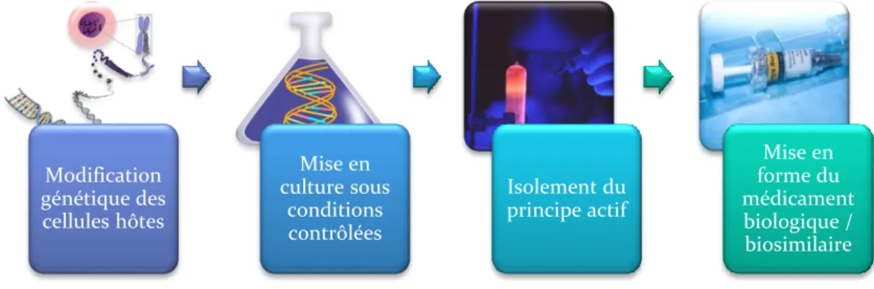 Figure  8:  Les  étapes  de  fabrication  d'un  médicament  biologique  et  d'un  médicament  biosimilaire (28) 