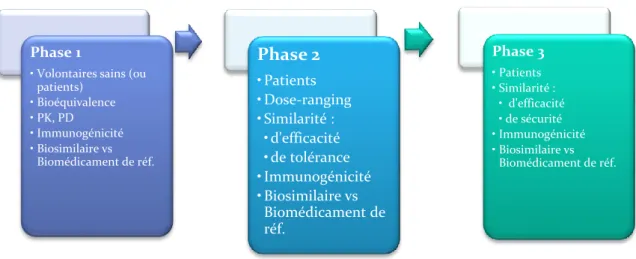 Figure  15:  Les  différentes  phases  cliniques  pour  un  médicament  biosimilaire,  Héloïse  CARTIAUX, Septembre 2017 