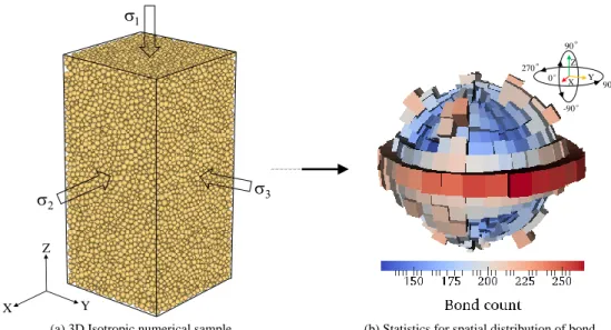 Figure II .6: 3D isotropic numerical sample and its bonds spatial distribution statistics