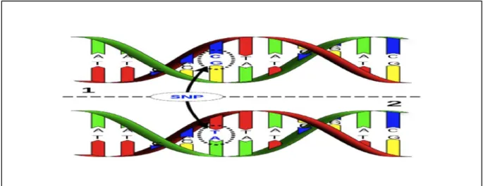 Figure 1.2 : Représentation d’un marqueur SNP ; la molécule d’ADN de l’individu 1 diffère de  celle de l’individu 2 par un seul nucléotide (C/T) 
