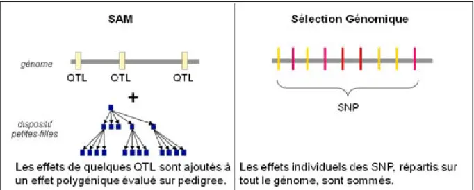 Figure 1.3 : Différence entre sélection assistée par marqueurs et sélection génomique 