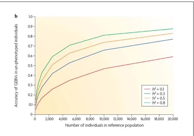Figure 1.5 : Fiabilité des GEBV d’animaux non phénotypés pour une taille croissante de la  population de référence, selon l’héritabilité du caractère (Goddard et Hayes, 2009)  