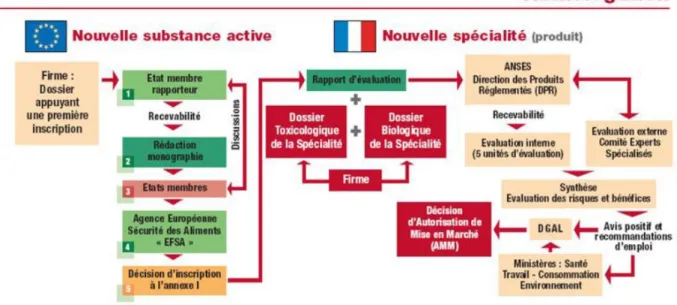 Figure 5 : Représentation du processus d’homologation d’une substance active au  niveau européen et d’un produit phytosanitaire au niveau français (13) 