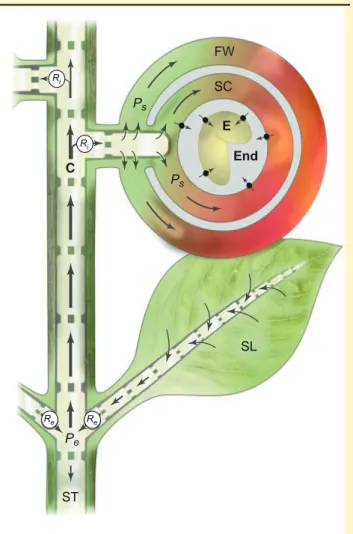 Figure I. Nutrient transport to developing fruit and seed. Following phloem loading (curved arrows) into sieve tubes (ST) of source leaves (SL), nutrients are exported at given rates (R e ) and concentrations (C) by bulk flow (straight arrows) driven by di