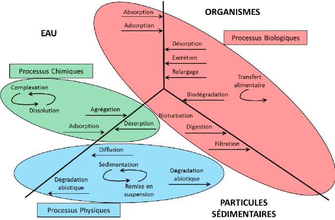 Figure 12. Principaux processus contrôlant le cycle des contaminants dans le milieu aquatique,  modifié d’après (Benoit-Bonnemason, 2005) 