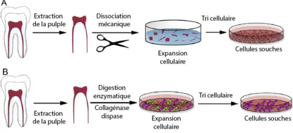 Figure 5: schéma montrant la différence entre la technique d'explant (A) et la digestion enzymatique (B) pour  l'isolation des cellules de la pulpe dentaire (d’après La Noce [49]) 