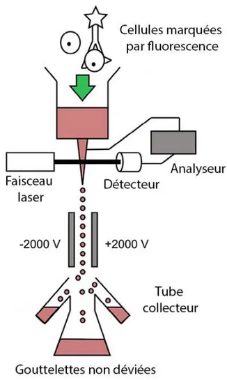 Figure 6: tri cellulaire par fluorescence (selon Berger [59]) 