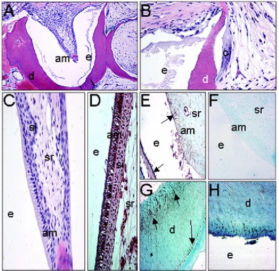 Figure 10: histologie et immunohistochimie d'un unité dentaire de 30 semaines. (A) Structures de dentine et d'émail dans un  tissu dentaire bio-conçu de 30 semaines marqués à l’hématoxyline et à l’éosine (H&amp;E) (50X)