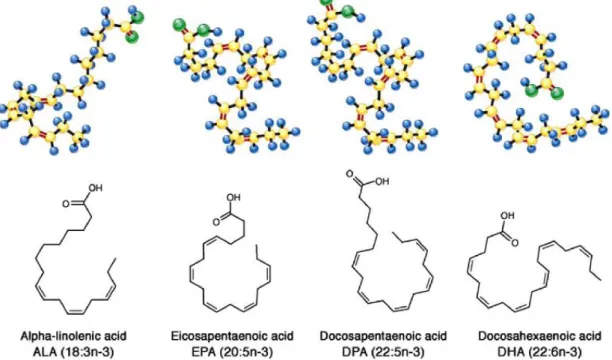 Figure 3 : Structure des acides gras n-3 ALA, EPA, DPA et DHA 