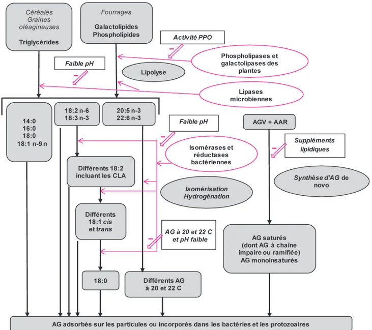 Figure 1. Principales étapes du métabolisme des AG dans le rumen : représentation simplifiée des principaux mécanismes de transformation (flèches noires) et de l’action des principales enzymes et facteurs d'inhibition (flèches rouges), (adaptée de Doreau e