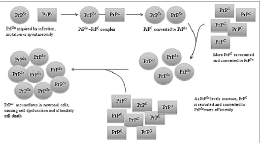 Figure n°3 : Représentation schématique de la propagation de la PrP SC  dans les cellules neuronales  du SNC