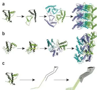 Figure n°5 : Modèle structurel alternatif proposé pour la PrP SC . 