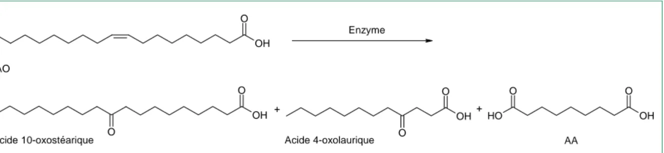Figure 1-26 : Biotransformation de l’acide oléique par la bactérie Sarcina Lutea. 