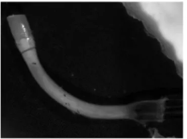 Figure 2: View of the experimental inflation test in rat carotid.