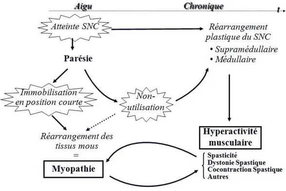 Figure 2 : Histoire naturelle de la parésie spastique. D’après Graciès, Muscle  Nerve, 2005 (26)