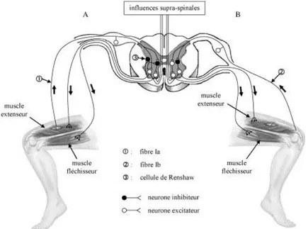 Figure 4 : Schéma simplifié des différentes voies nerveuses pouvant influer sur le  mécanisme de coactivation des muscles antagonistes, cas de l’extension de genou, 