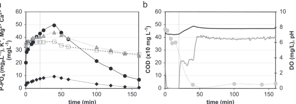 Fig. 1b also shows the pH proﬁle during the course of the cycle: pH ﬁrst slightly decreases during anaerobic phase due to proton release (as observed by Serralta et al., 2004) and then increased to 8.2 at the beginning of the aerobic period due to CO 2 str