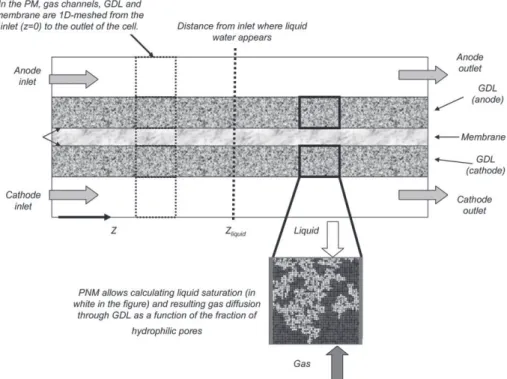 Fig. 3 e Description of PM and PNM simulation domain. PM is 1D-meshed along the channels and allows calculating the appearance of liquid water