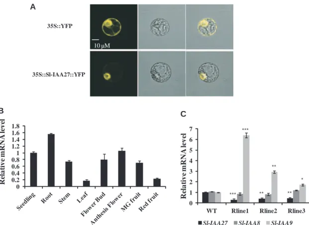 Fig. 2 Subcellular localization of Sl-IAA27 protein and the expression pattern of the Sl-IAA27 gene at the transcriptional level