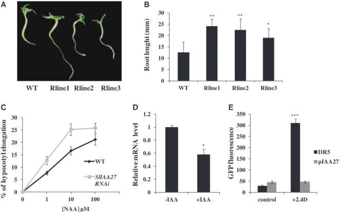 Fig. 3 Altered root growth in Sl-IAA27 RNAi lines. (A) Root development in the wild type and Sl-IAA27 RNAi lines assessed in 3-week-old seedlings grown on MS/2 medium