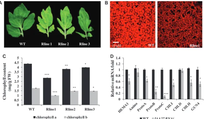 Fig. 5 Alteration of Chl content in Sl-IAA27 down-regulated lines. (A) Young leaves of Sl-IAA27 RNAi lines displaying light green color compared with the wild type (WT)