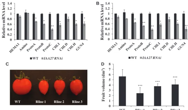 Fig. 6 Altered Chl biosynthesis-related gene regulation and reduced fruit size in Sl-IAA27 RNAi lines