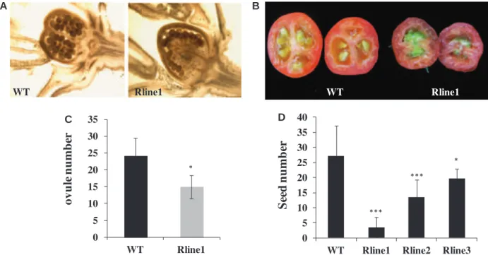 Fig. 7 Altered ovule, seed and fruit development in Sl-IAA27 down-regulated lines. (A) Ovary shape in mature flowers at the anthesis stage in the wild type (WT) and Sl-IAA27 Rline1