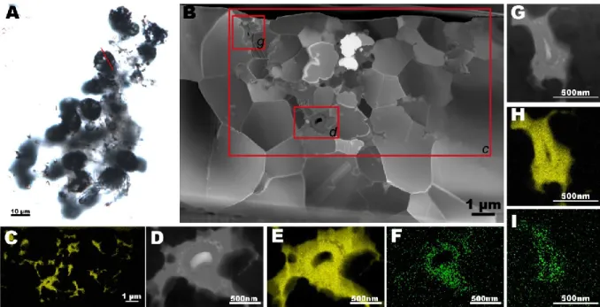 Fig 1.7. Clusters of spherical microstructures in a chert of the Strelley Pool Formation