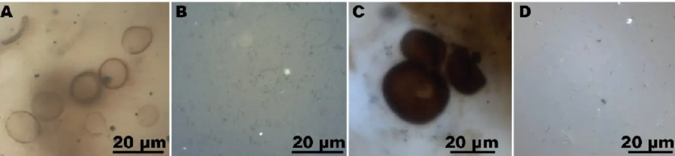Fig 1.8. Microfossils in a semi-thin section of the ~750 Ma Draken Formation chert. (A)  Transmited light photomicrograph of  Myxococcoide sp