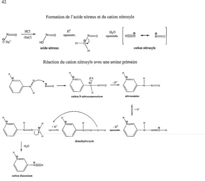 Figure 4.2  Mécanisme de formation du  cation nitrosyle et du cation diazonium  à  partir de  la 3-aminopyridine