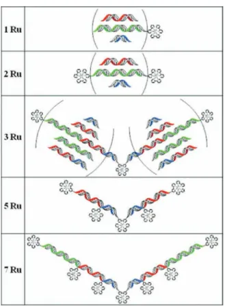 Fig. 1 Multimetallic linear nanoassemblies bearing one to seven ruthenium complexes and DNA sequence lengths of 14–58 nucleotides.