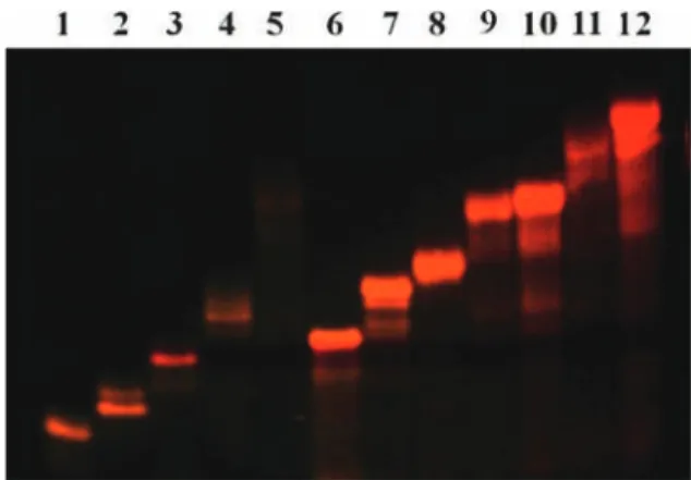 Fig. 6 Non-denaturing PAGE analysis of multimetallic linear assem- assem-blies on Safe Imager TM 