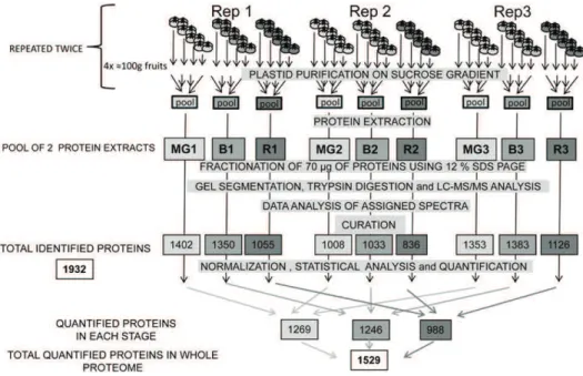 Figure 1. Summarized experimental design used in this proteomic study. Plastids from four sets of four fruits were isolated separately in three independent replicates (Rep1, Rep2, and Rep3) for each developmental stage (MG 1–3; B 1–3; and R 1–3).