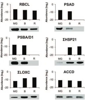 Figure 6. Comparison of protein abundance determined by proteomic analysis and immunoblotting