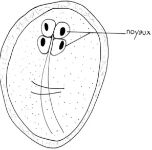 Figure 2 : Giardia, forme kyste d'après BARON,  1996