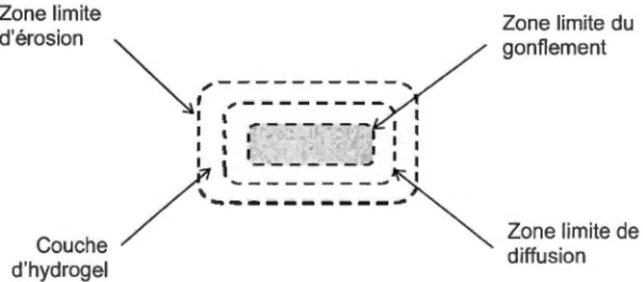 Figure  1.4.  : Schéma d ' une matrice hydrophile hydratée dans un milieu de  dissolution