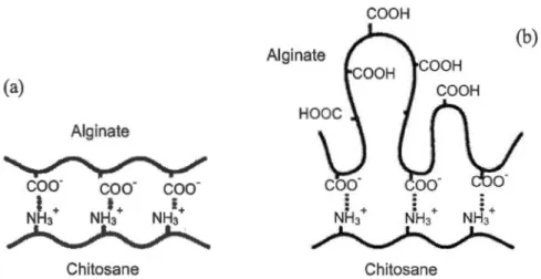 Figure 3.9  : Représentation  schématique  des  interactions  ioniques  entre  le  chitosane  et l'alginate à pH 5,4 (a) et  à  pH 2 (b)