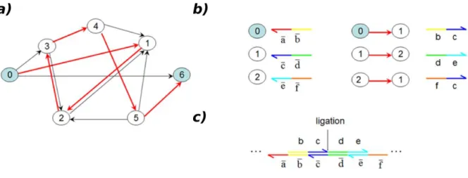 Figure 1.10. Principle of Adleman’s experiment. (a) Scheme of graph, Hamiltonian path showed in red; 