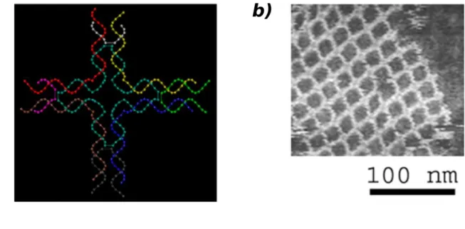 Figure  1.12.  (a)  Schematic  representation  of  a  simple  DNA  tile,  formed  by  4  orthogonal  branched  double-stranded DNA molecules as an elementary “building” block of DNA lattice, imaged on (b)