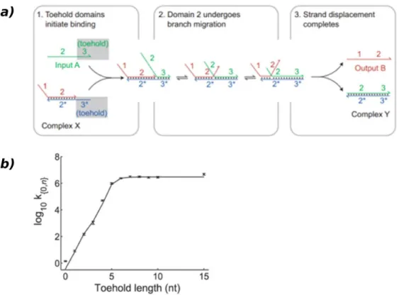 Figure 1.17. Strands displacement toehold. (a) Basic principle: binding of two single-stranded toehold  domains followed by branch migration