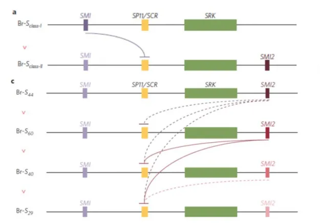 Figure 4 : Action proposée pour l’action des modificateurs de dominance chez Brassica rapa