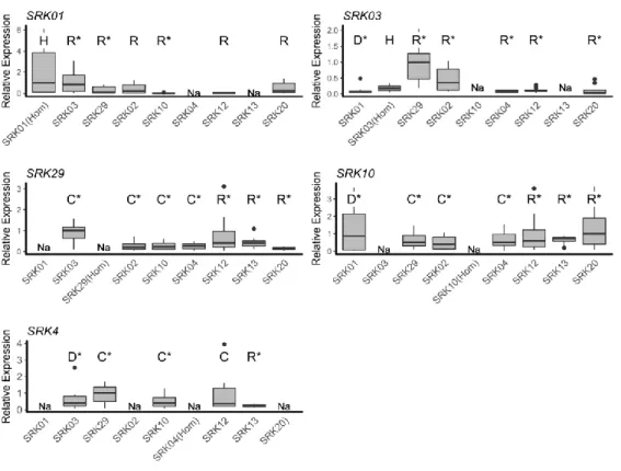 Figure  3: Expression  of  individual  SRK  alleles  in different  genotypic  contexts
